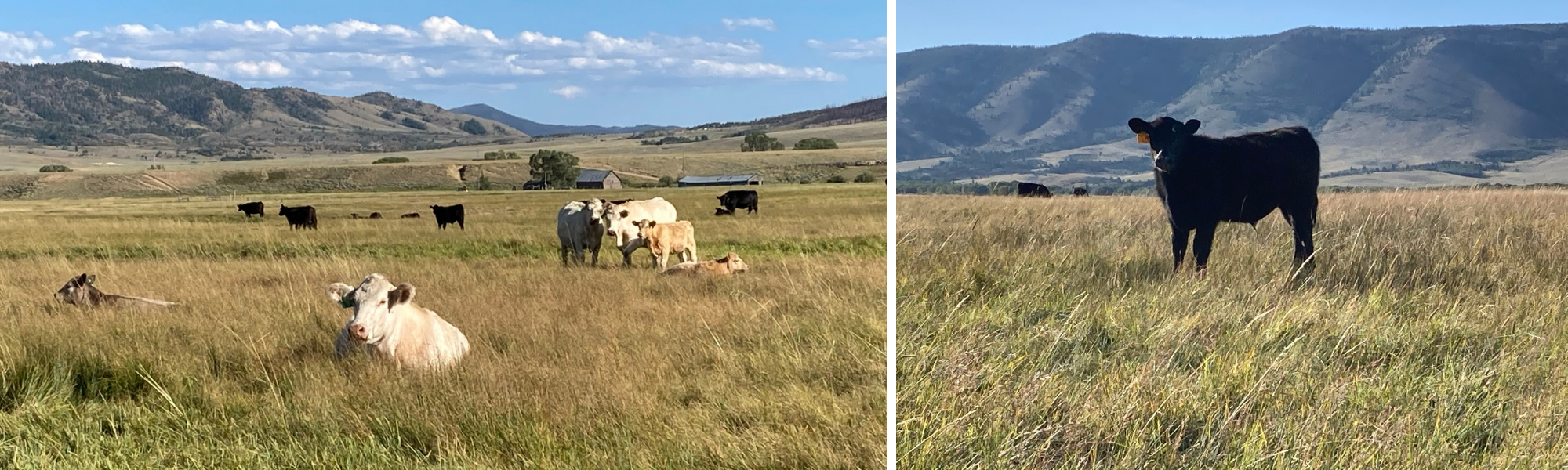cows grazing in an open field 